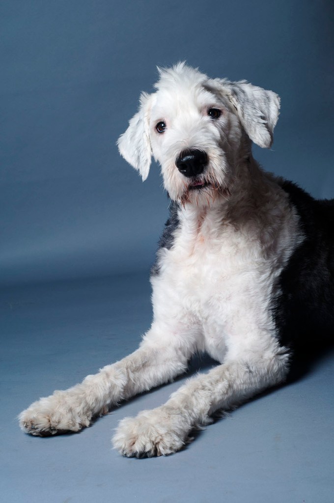 Pet photography by Alina Oswald.