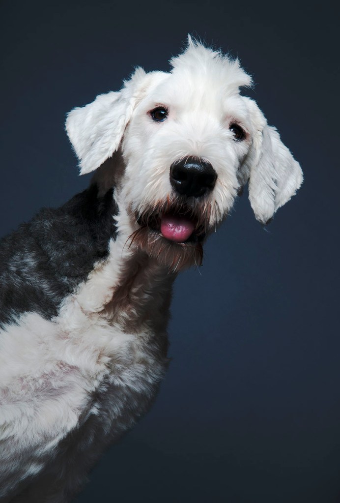 Dog photography by Alina Oswald