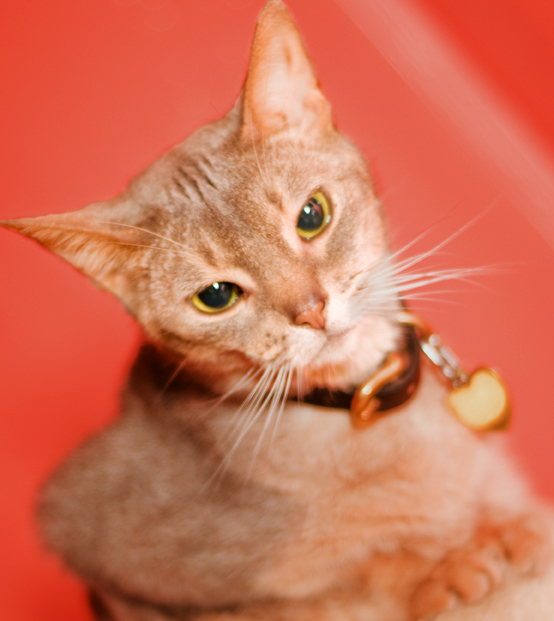 Cat photography by Alina Oswald.