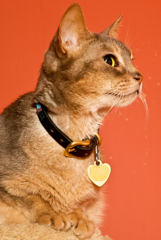 Cat photography by Alina Oswald.