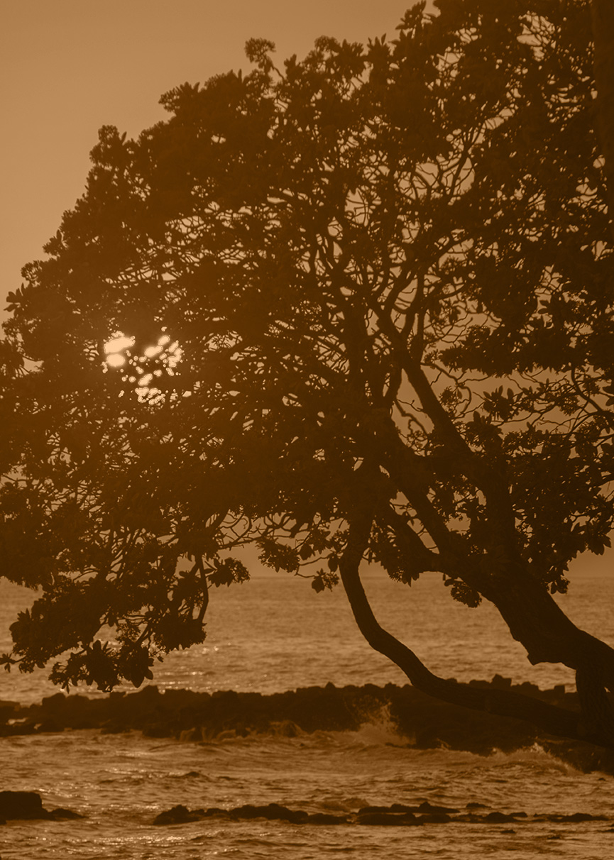 Sunset light peeking through the tree branches. Photo by Alina Oswald.