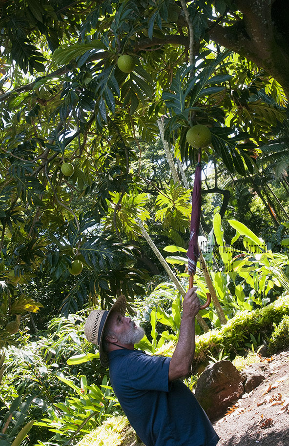 Allerton Gardens, Hawaii, breadfruit tree