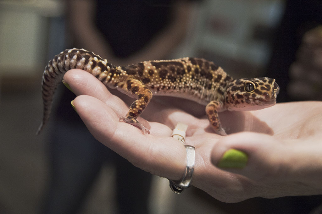 UrbanAnimalsPBS_NYC2016_8_LR