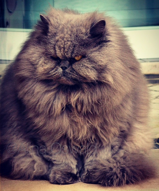 Cat Photography. Photo by Alina Oswald.