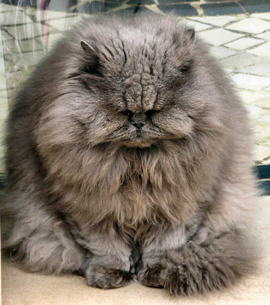 cat photography by Alina Oswald