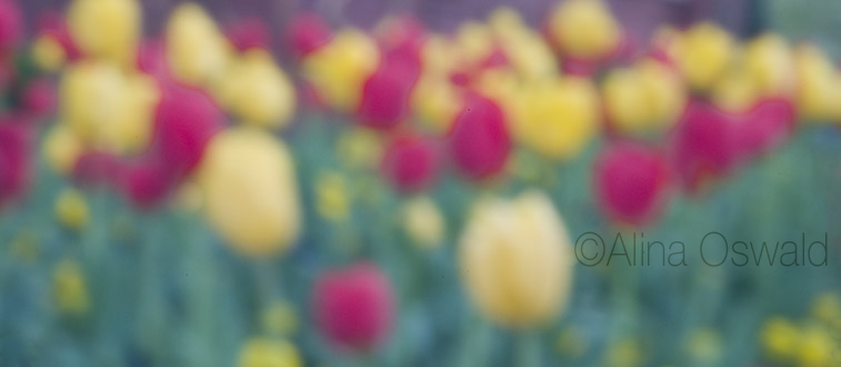 Bed of Tulips. Pinhole Photography by Alina Oswald. All Rights Reserved.