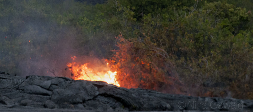 Tree branches catch on fire, as live lava finds its way down from the crater to the ocean. Volcano National Park. Big Island of Hawaii. Photo by Alina Oswald.