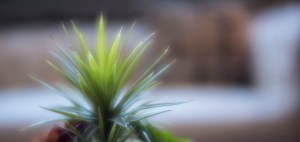 Plant on a Plate. Lensbaby Velvet Photography by Alina Oswald.