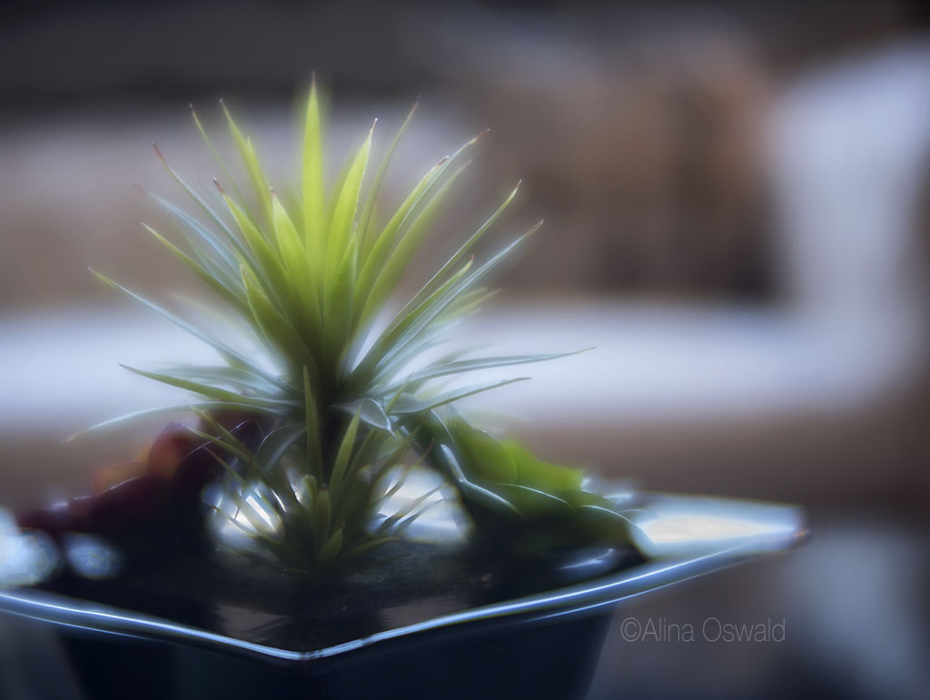 Plant on a Plate. Lensbaby Velvet Photography by Alina Oswald.