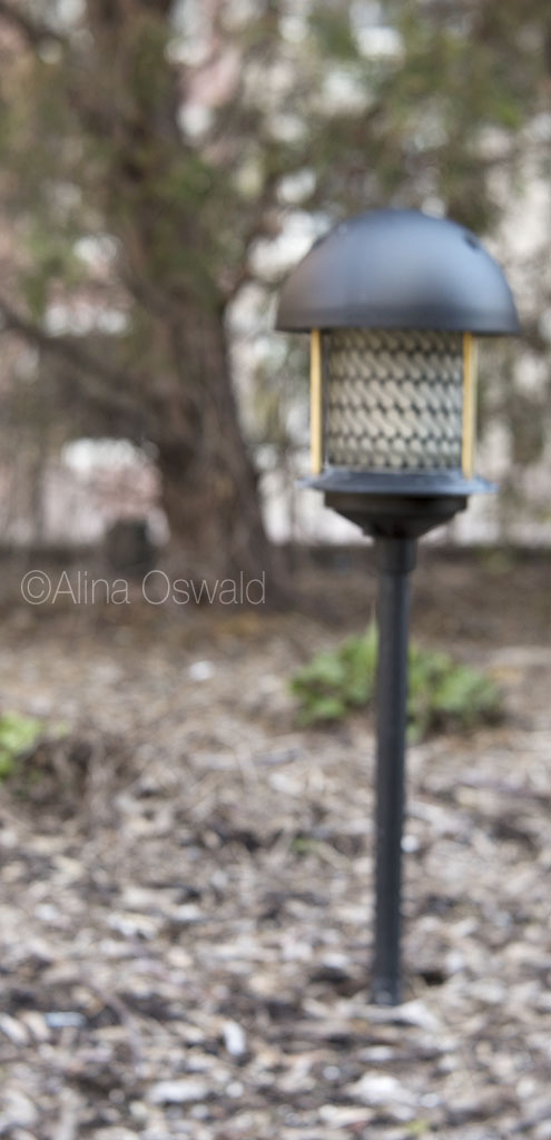 Light the Garden. Lensbaby Velvet Photography by Alina Oswald.
