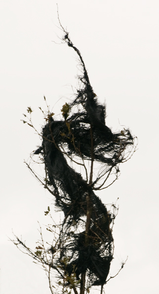 $ dragon like leaves. Photo by Alina Oswlad.