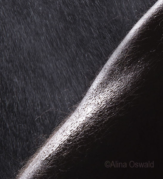 On Photographing Fitness