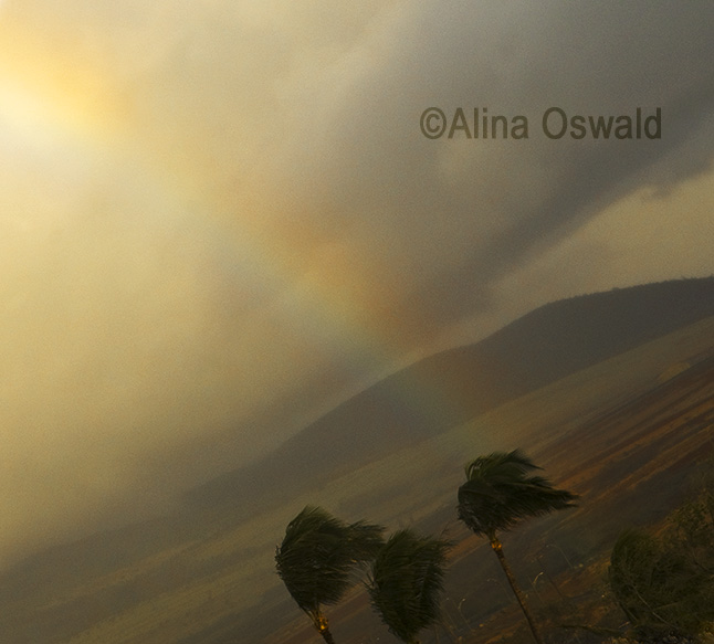 Rainbow over Hawaii Palm Trees. Photo by Alina Oswald.