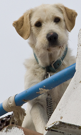 Dog photography by Alina Oswald. All Rights Reserved.