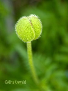 Green Bud about the open. ©Alina Oswald.
