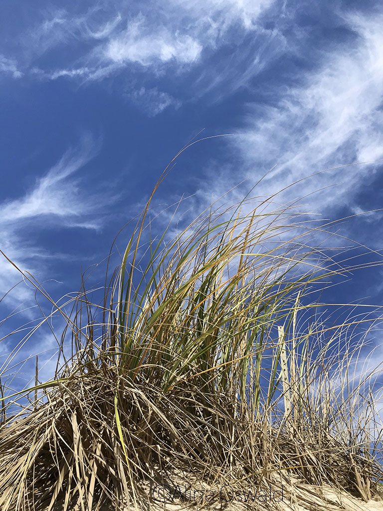 On the beach, surrounded by Nature. Photo by Alina Oswald.