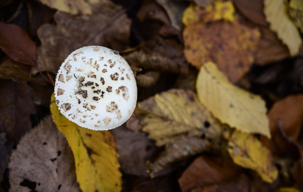 Mushroom among dead leaves in the woods. Photo by Alina Oswald. All Rights Reserved.