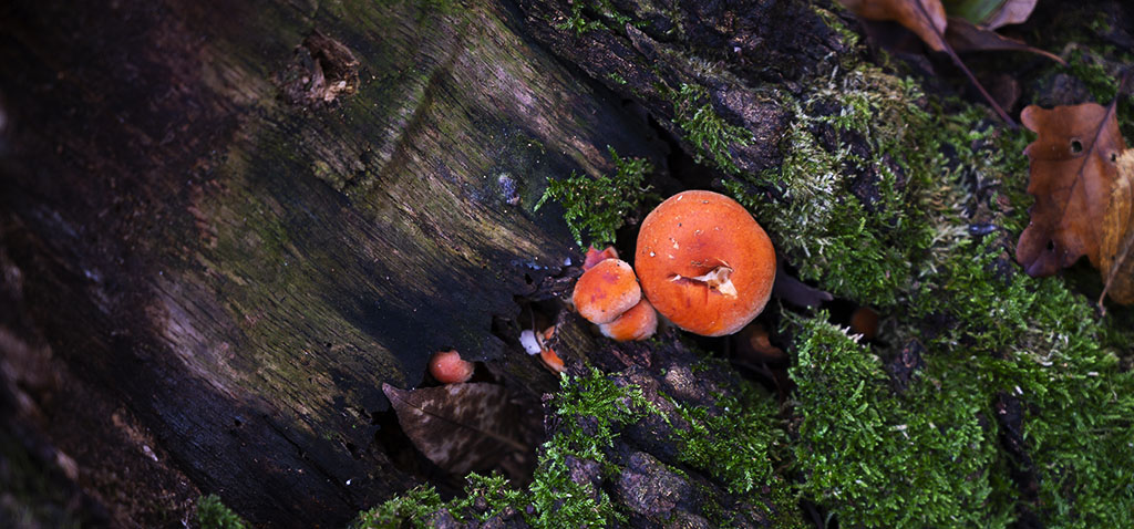 Orange Mushrooms in the Woods. Photo by Alina Oswald. All Rights Reserved.