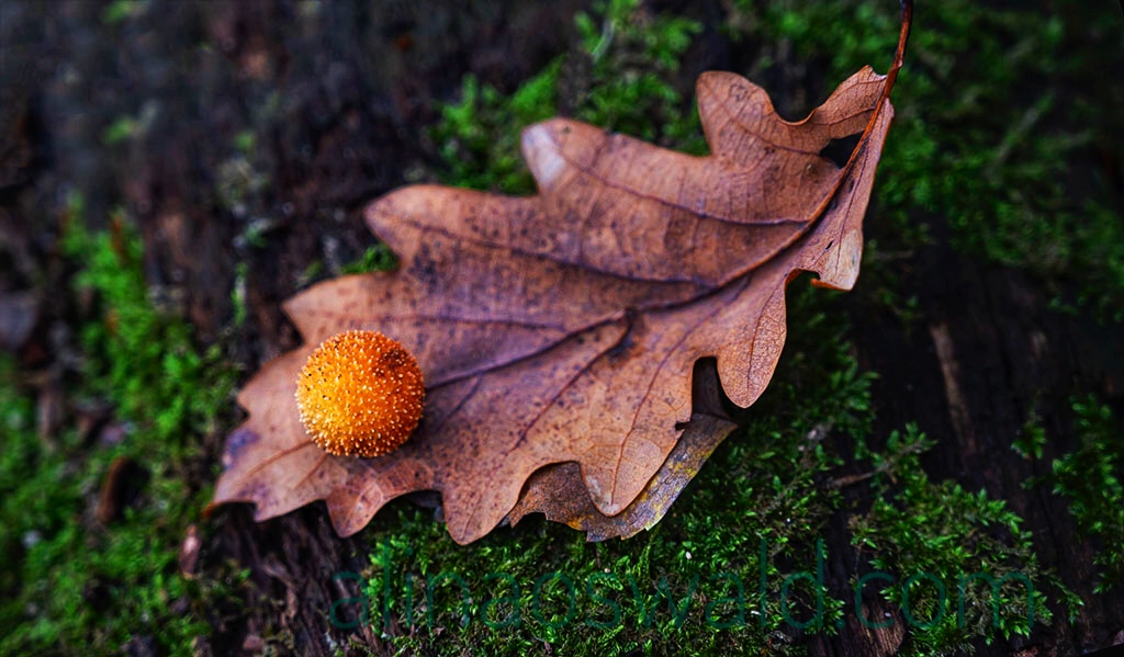 Resting on a Dead Leaf. Photo by Alina Oswald.