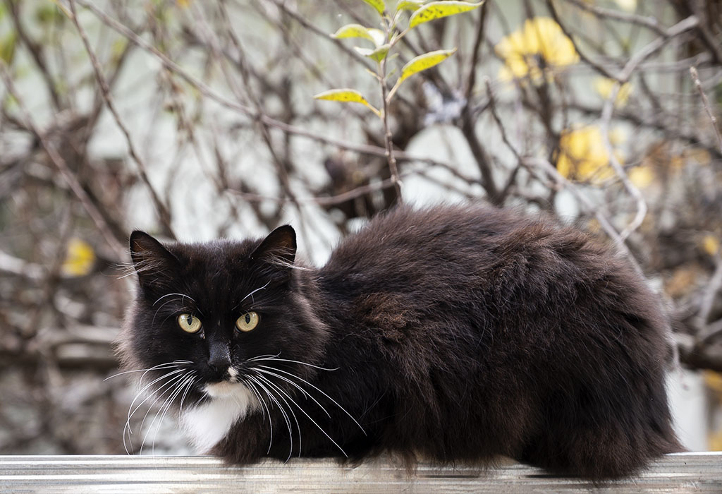 Cat. Photo by Alina Oswald.