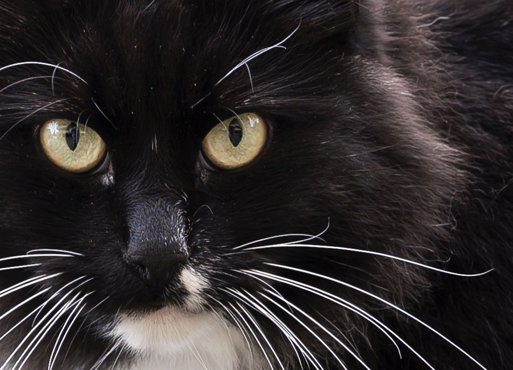Cat. Details. Photo by Alina Oswald.