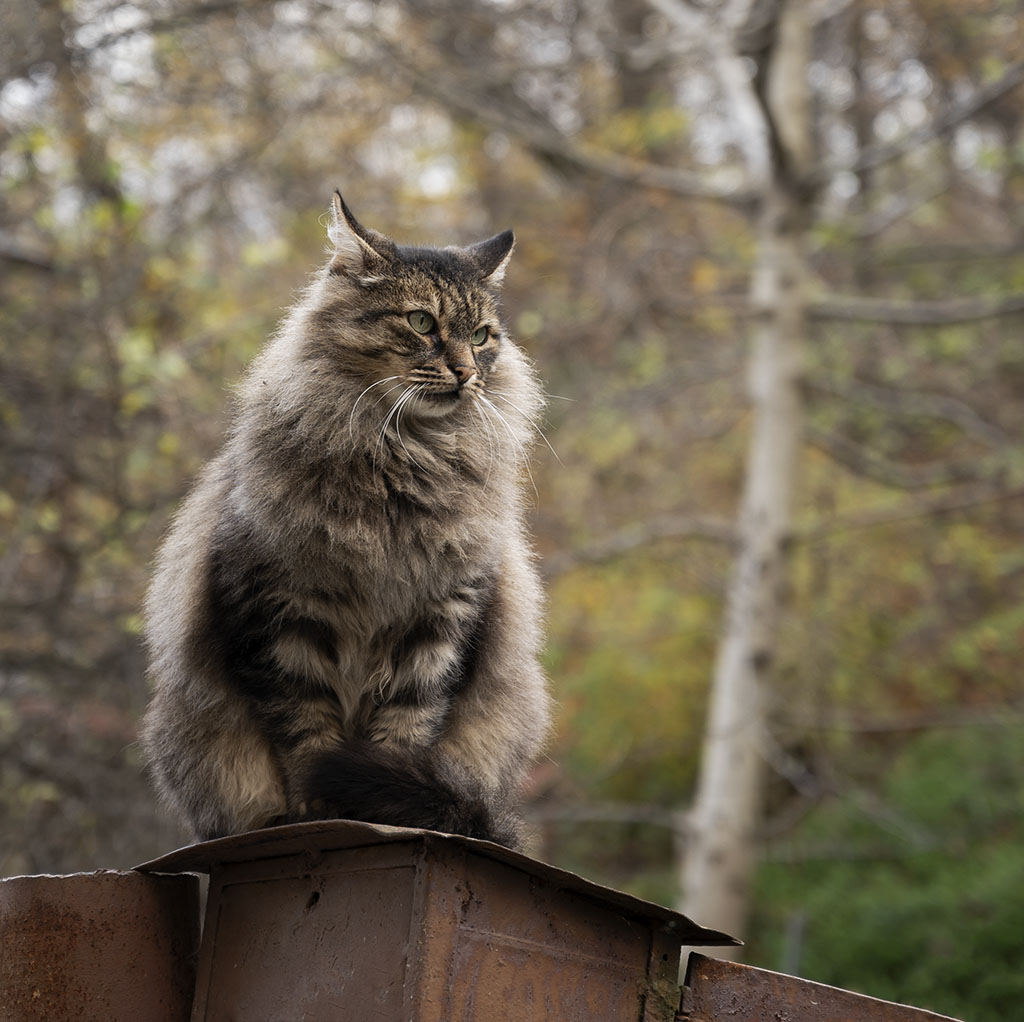 Cat. Photo by Alina Oswald.
