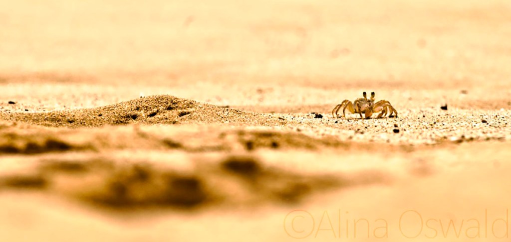 Beach Creature. Photo by Alina Oswald. All Rights Reserved.