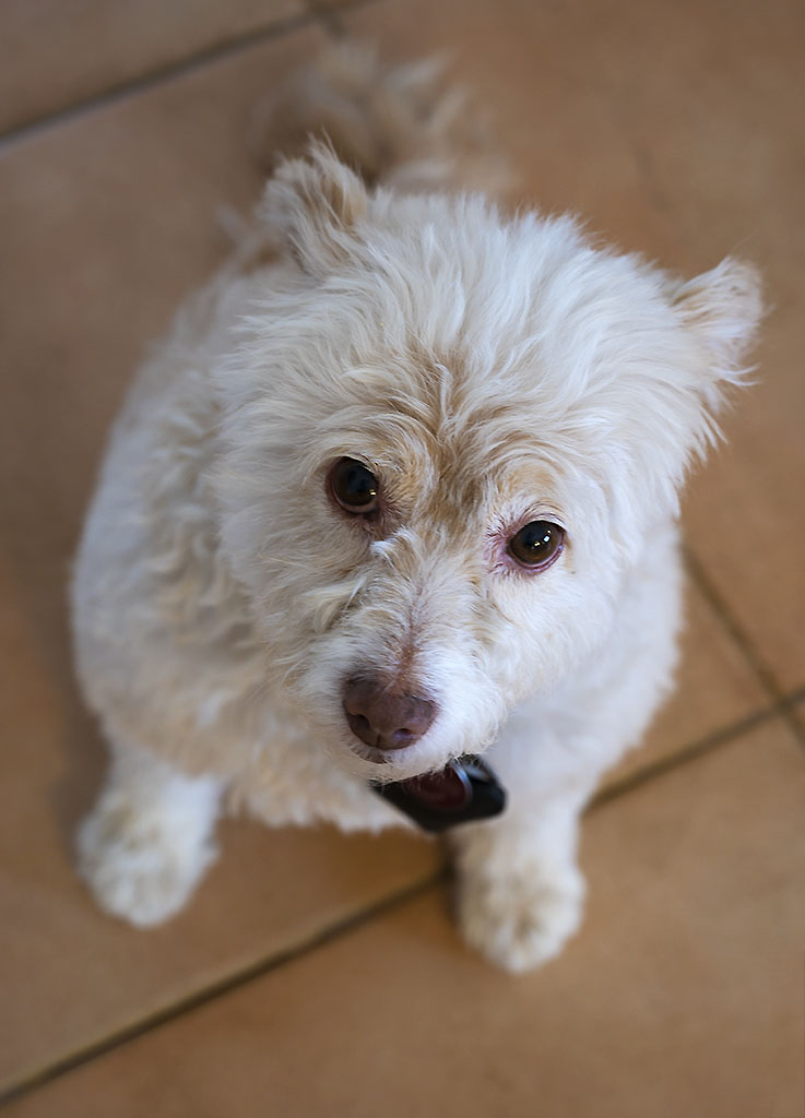 Dog Photography by Alina Oswald.