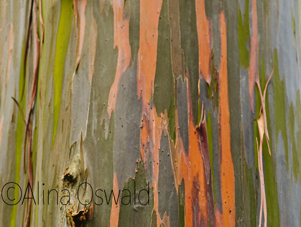Rainbow tree bark. Photo by Alina Oswald. All Rights Reserved.