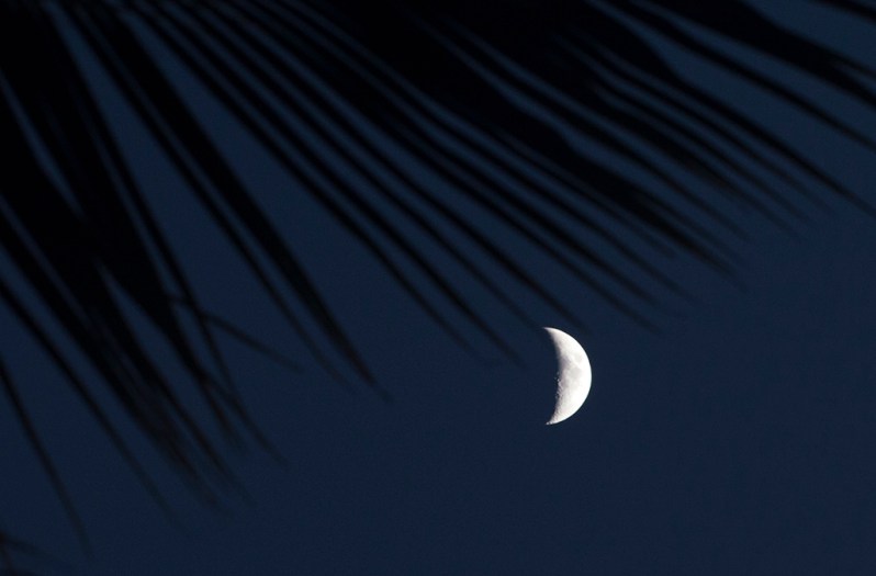 The Moon and the Palm Tree. ©Alina Oswald. All Rights Reserved.