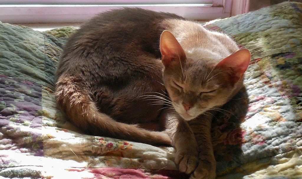 Moonlight, posing for the book cover of Abys Among Us. ©T.J. Banks.