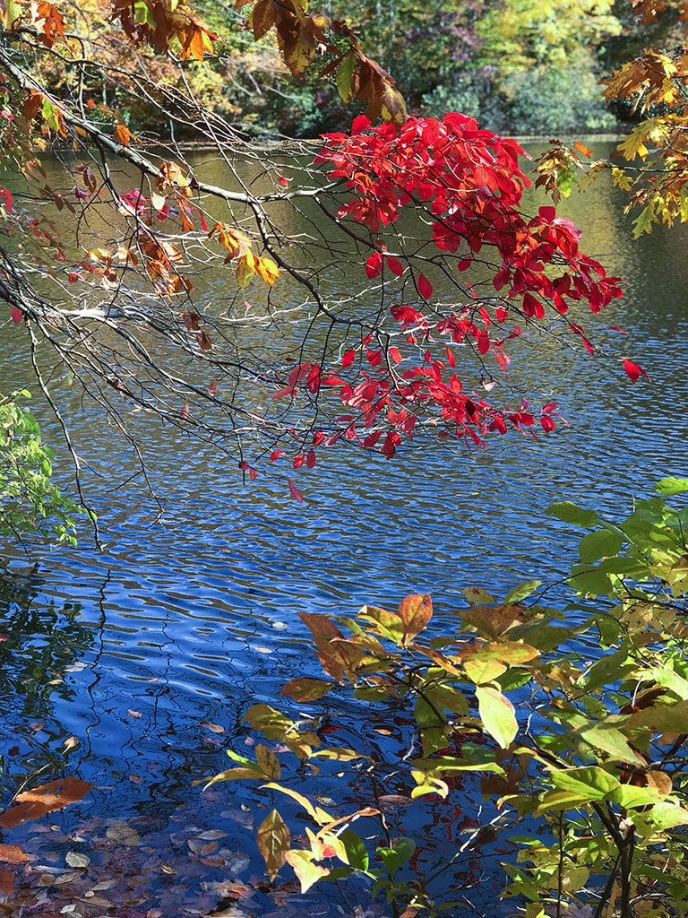Fall colors in Garden State. ©Alina Oswald.