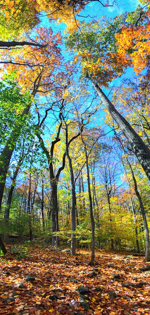 Fall colors in Garden State. ©Alina Oswald.