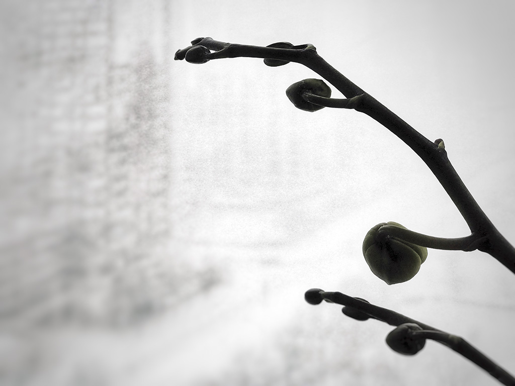 Orchid and blizzard in the city