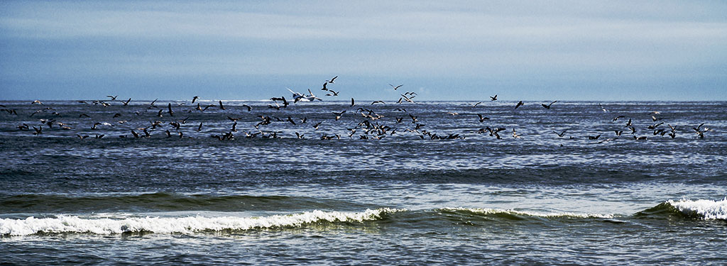 Photographing Summer