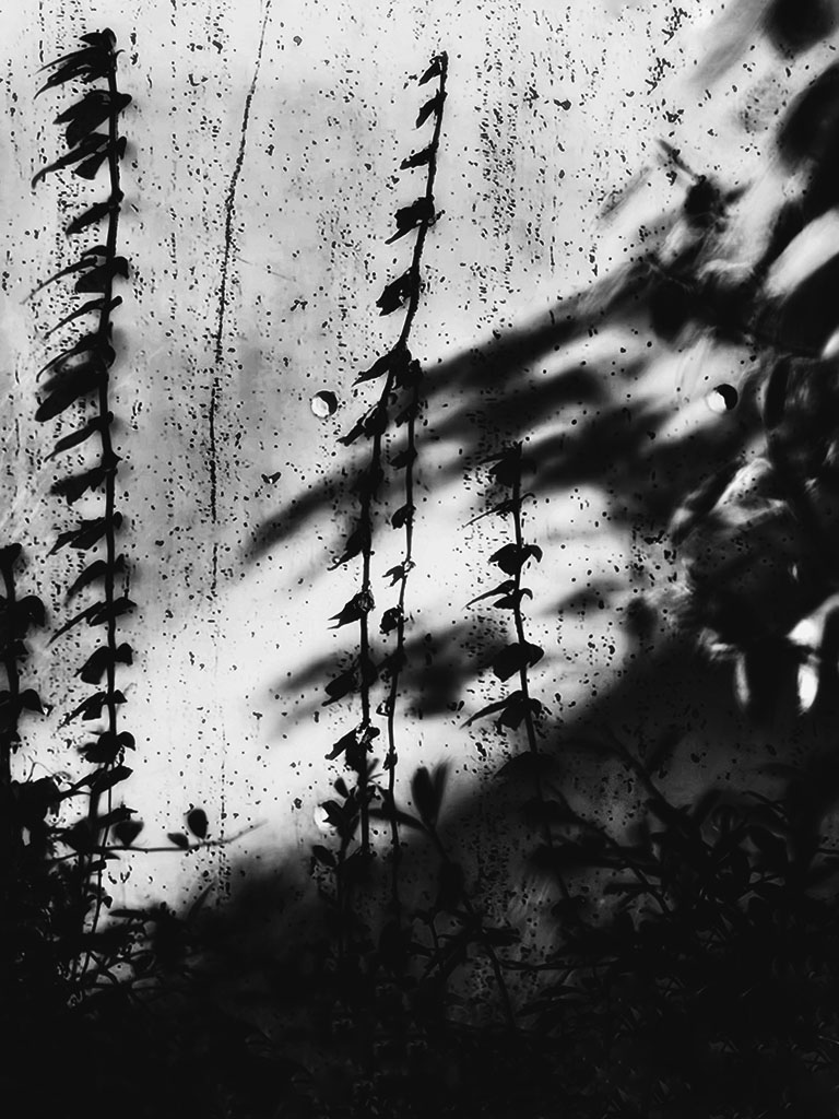 BnW #shotoniphone image of plants and shadows of plants on a wall. Photo by Alina Oswald.