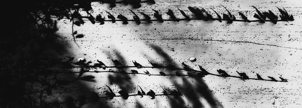 "Ghosts of Our Lives" is a #shotoniphone image showing an interaction between the climbing plants on a wall and the shadow of another plant, swaying in the wind. ©Alina Oswald. All Rights Reserved.